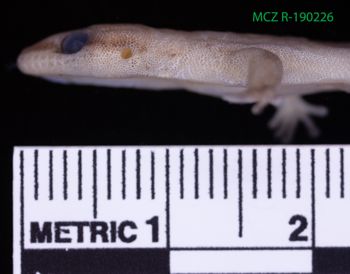 Media type: image;   Herpetology R-190226 Description: Specimen photo;  Aspect: head lateral
